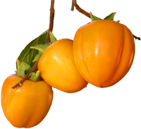 persimmons